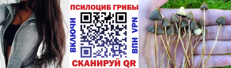 где можно купить   Старый Крым  Галлюциногенные грибы GOLDEN TEACHER 